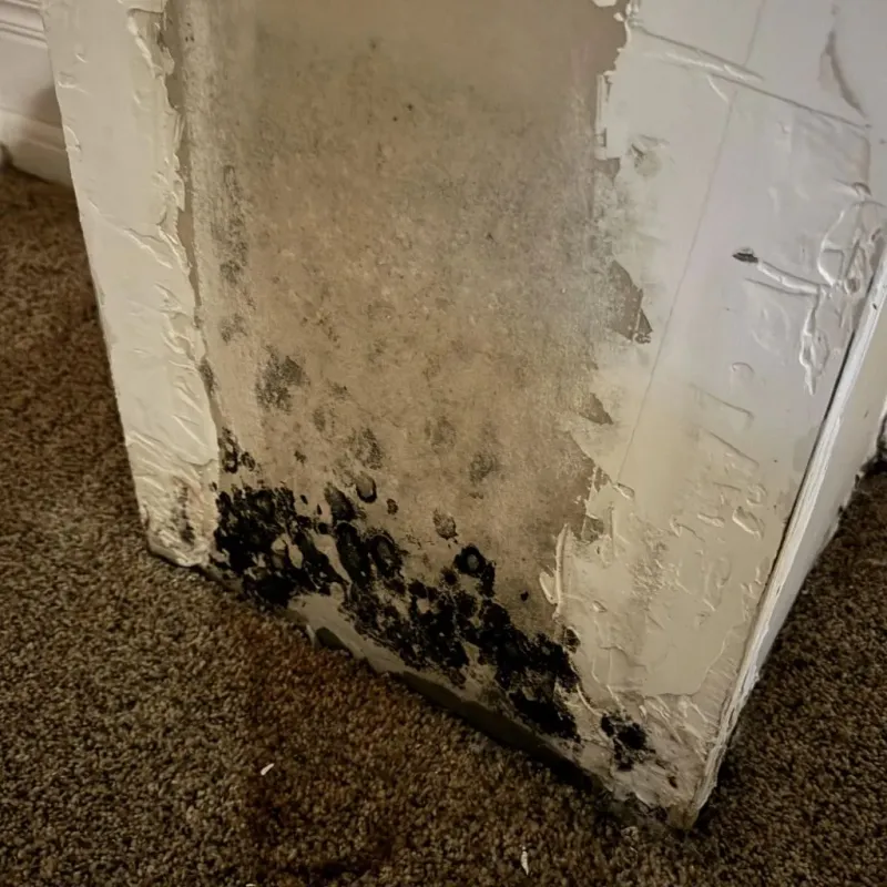 Professional Mold Removal in Forestville, OH